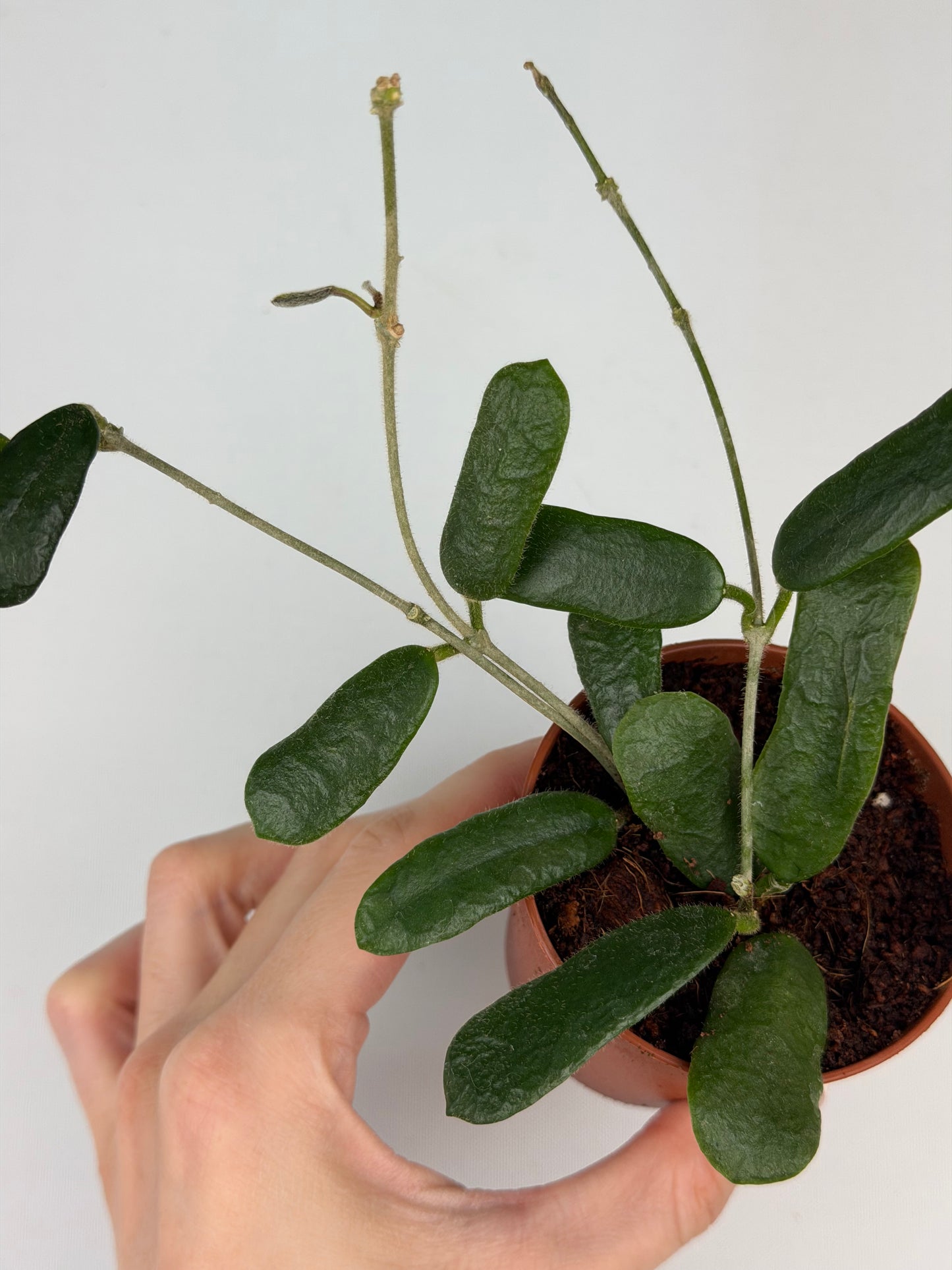 Hoya Rotundiflora Hoya Tropical Corner