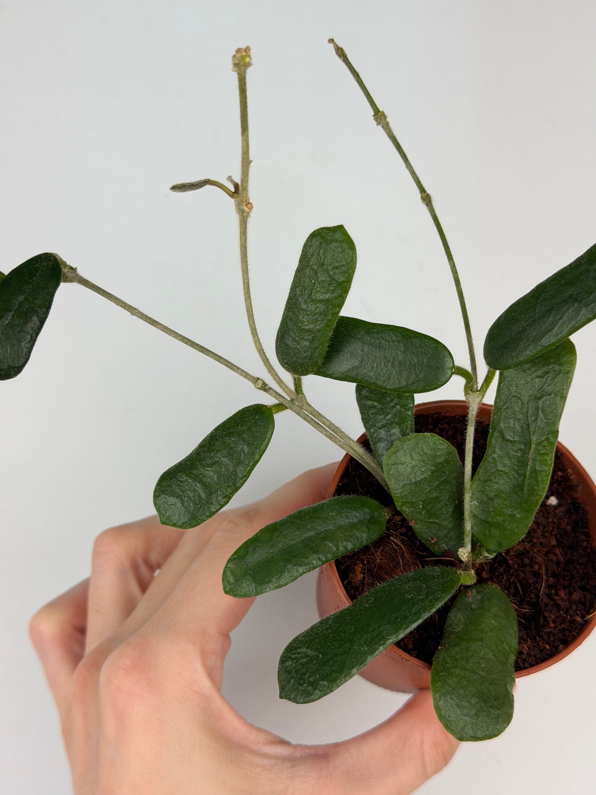 Hoya Rotundiflora Hoya Tropical Corner