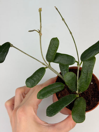 Hoya Rotundiflora Hoya Tropical Corner