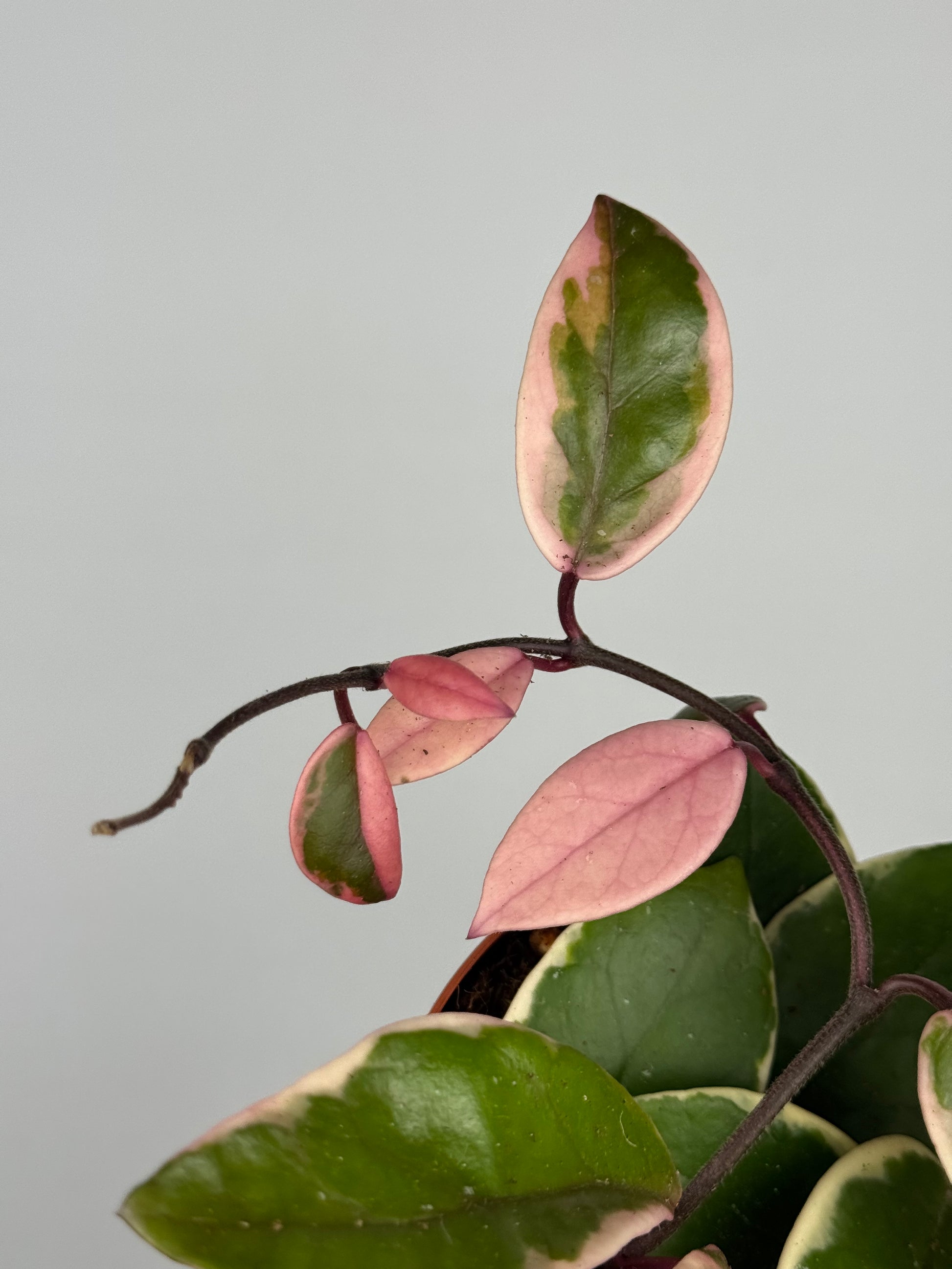 Hoya Flamingo Dream