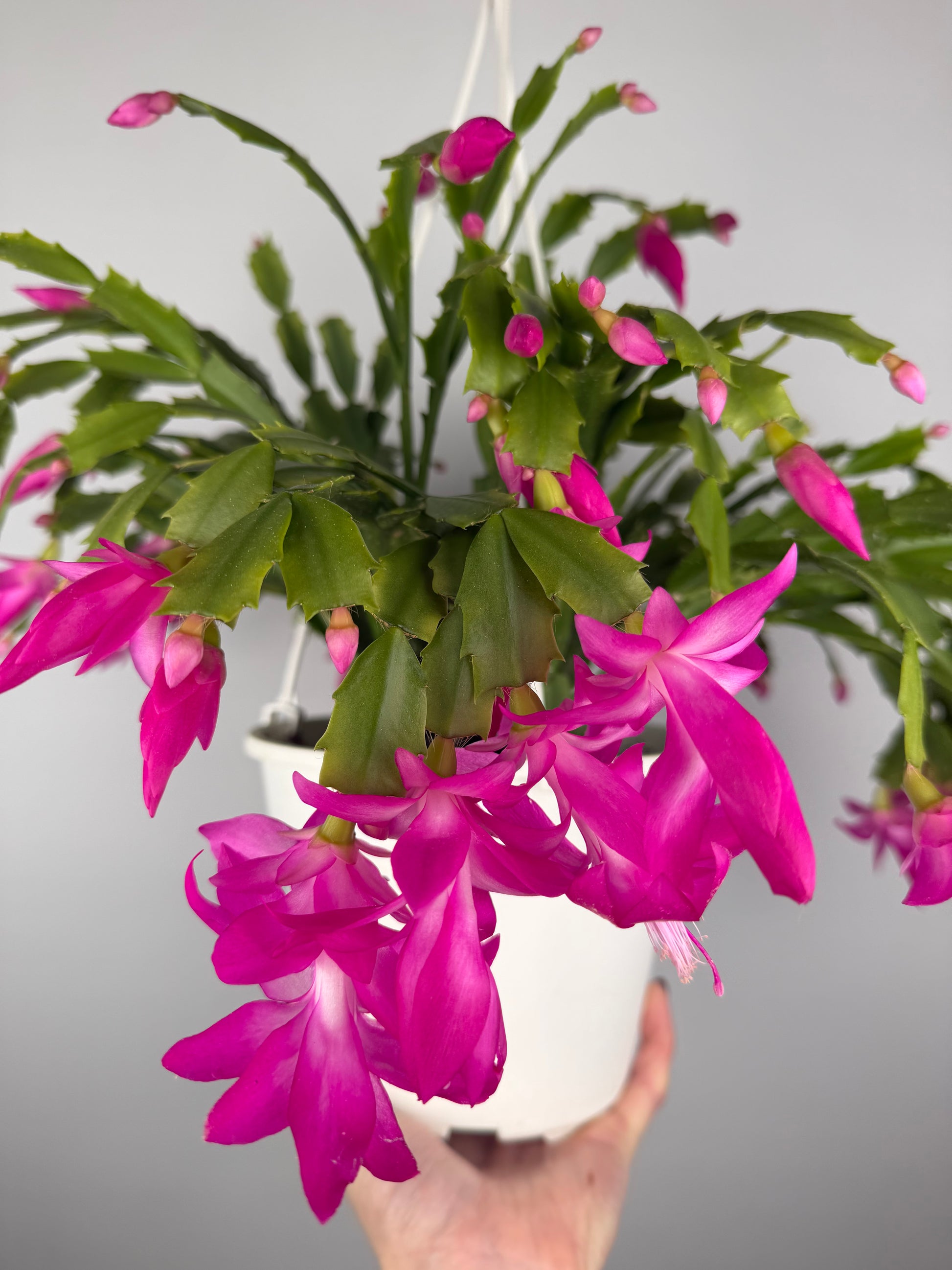 Schlumbergera Fucsia