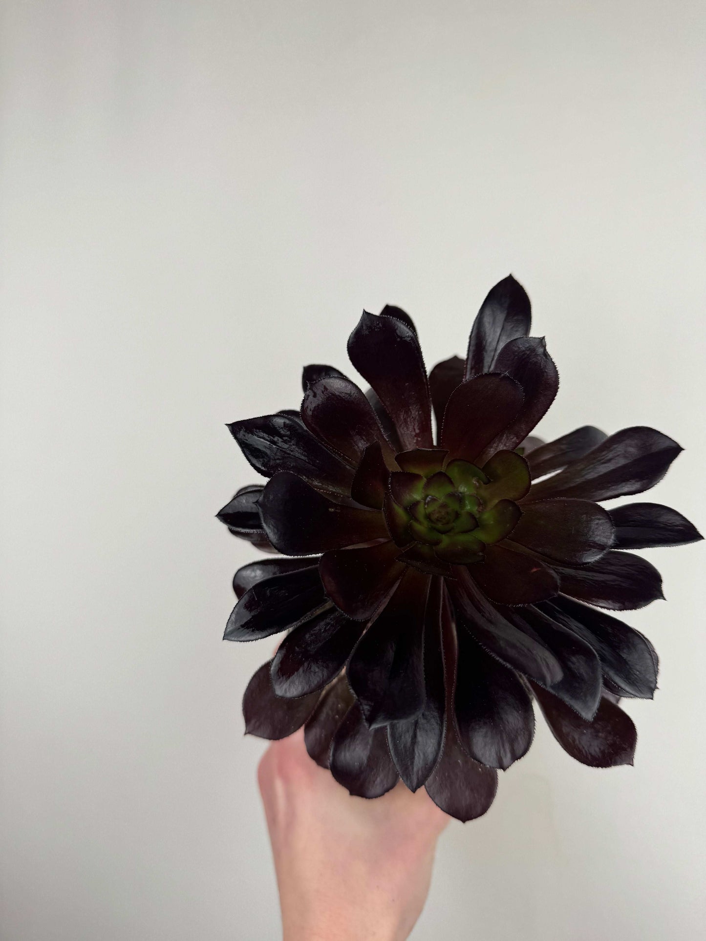 Aeonium Atropurpureum Schwarzkopf “Testa nera”