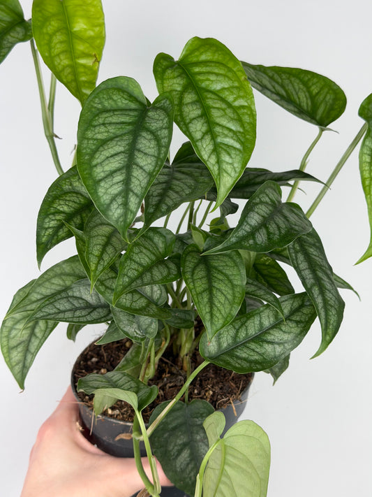 Monstera Siltepecana Monstera Tropical Corner