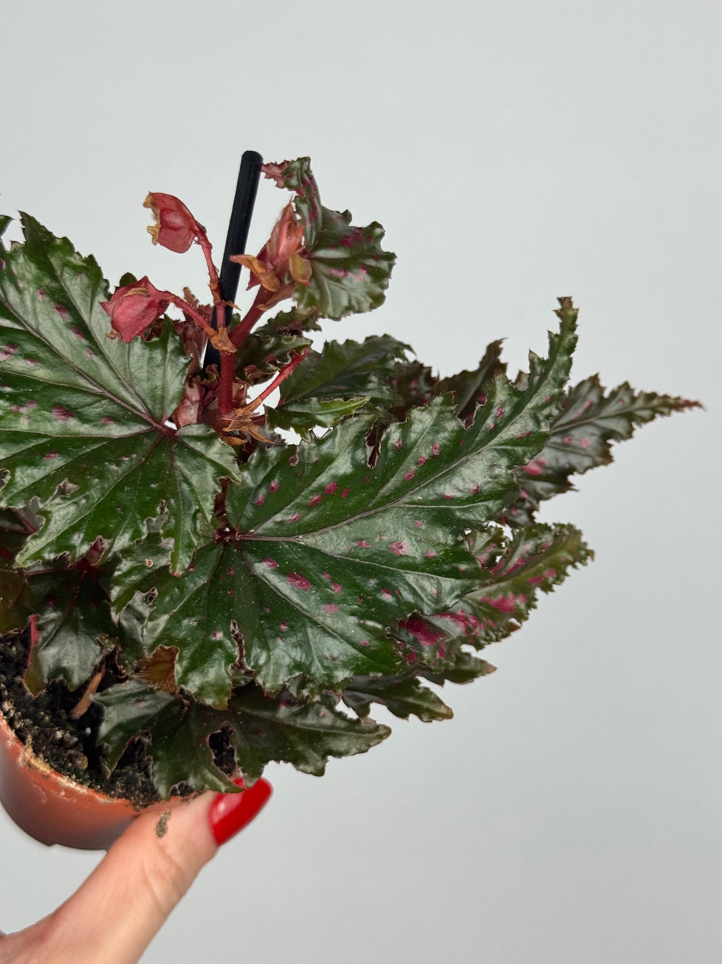 Begonia Serratipetala