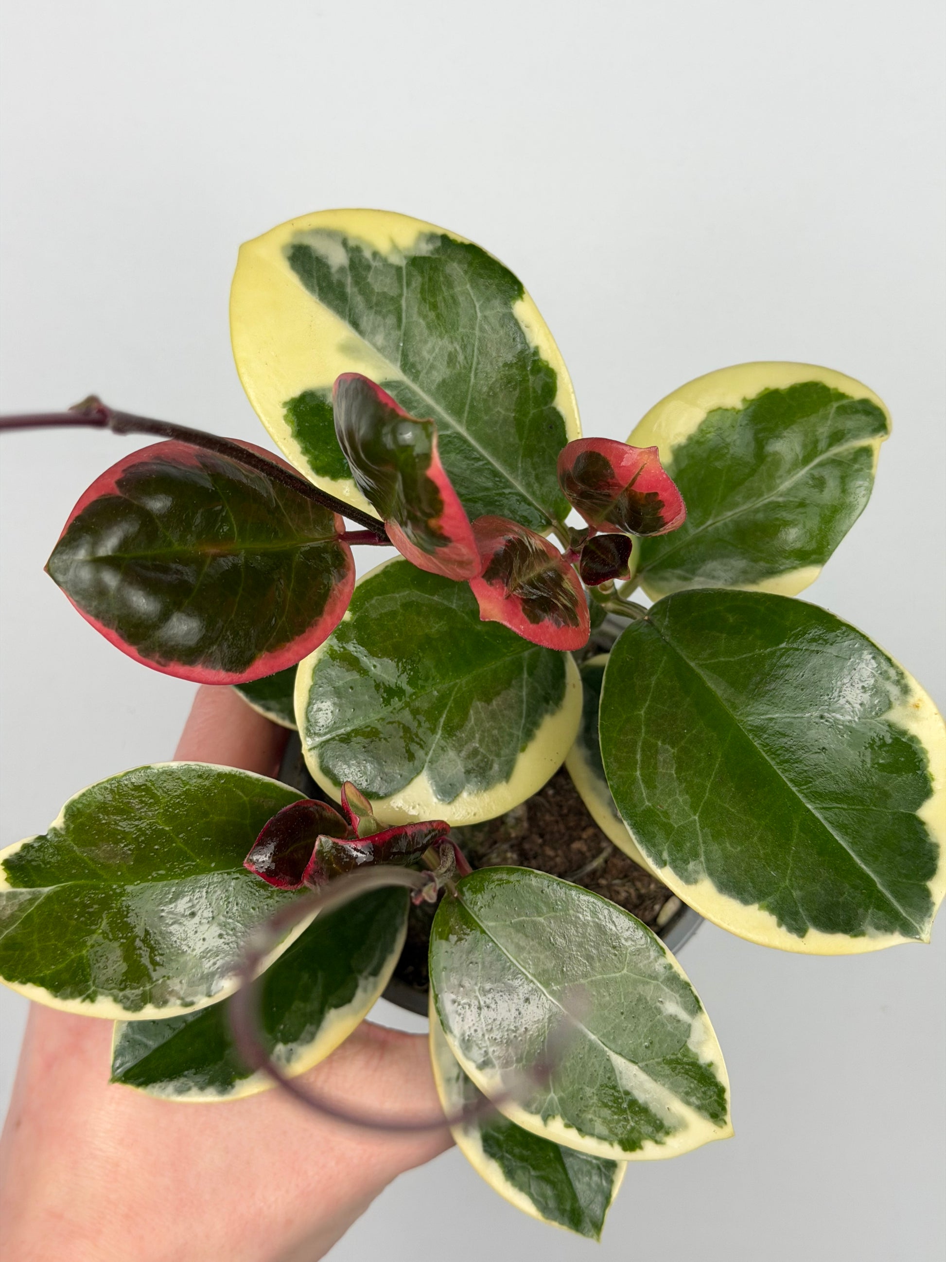Hoya Australis Blondie Hoya Tropical Corner