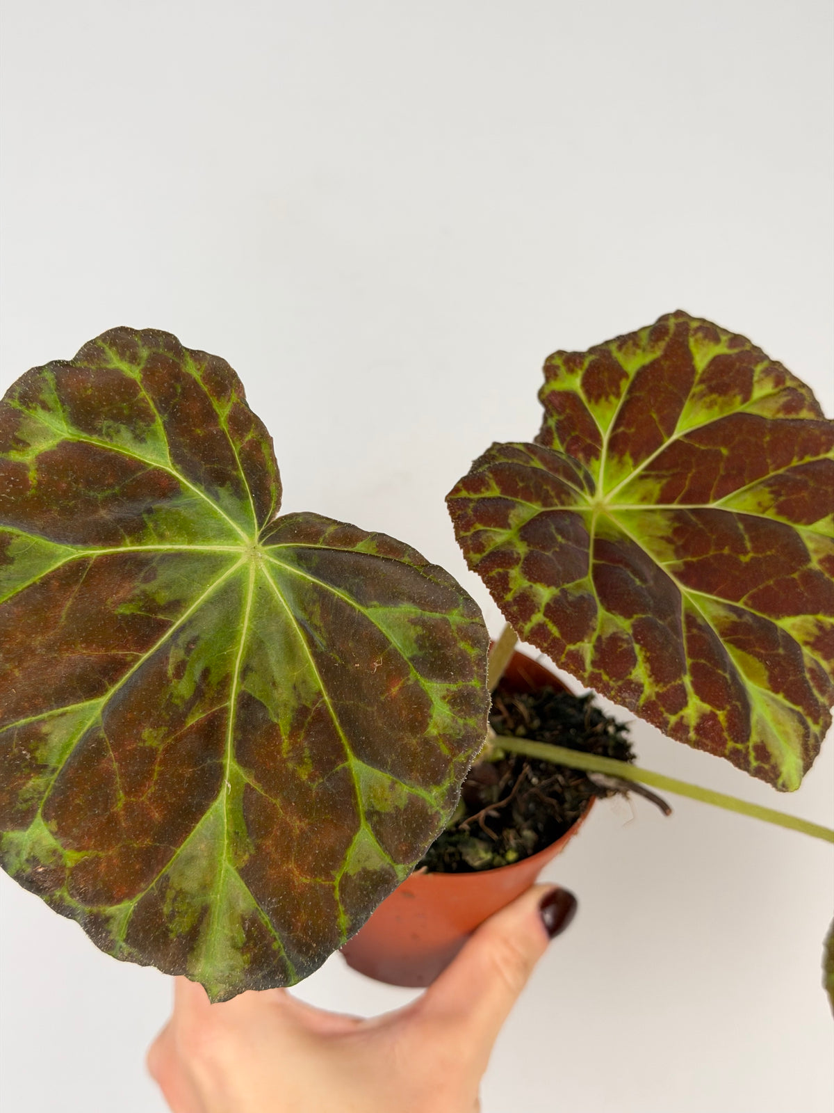 Begonia Barsalouxiae