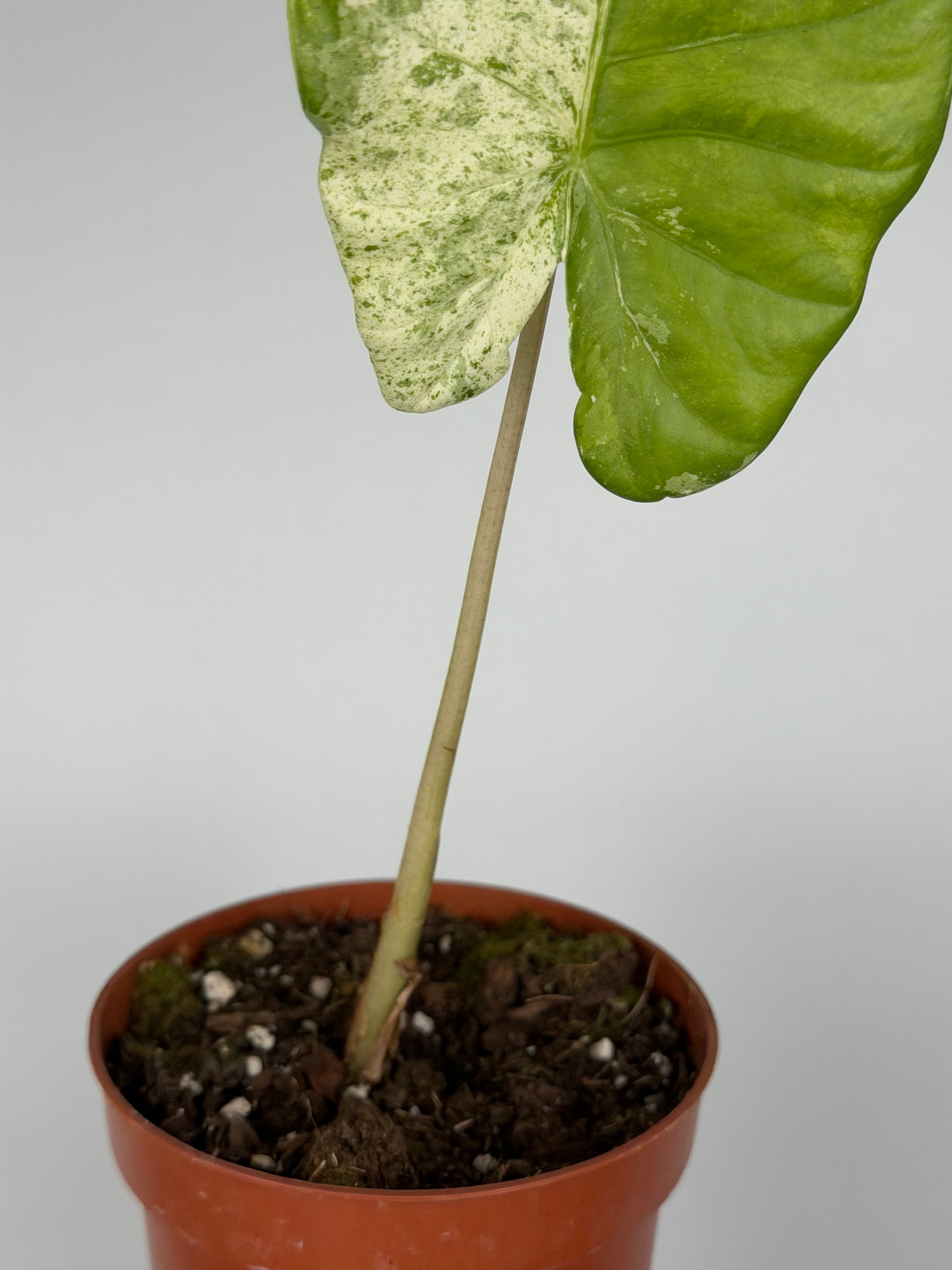 Alocasia Macrorrhiza Splash | Moka