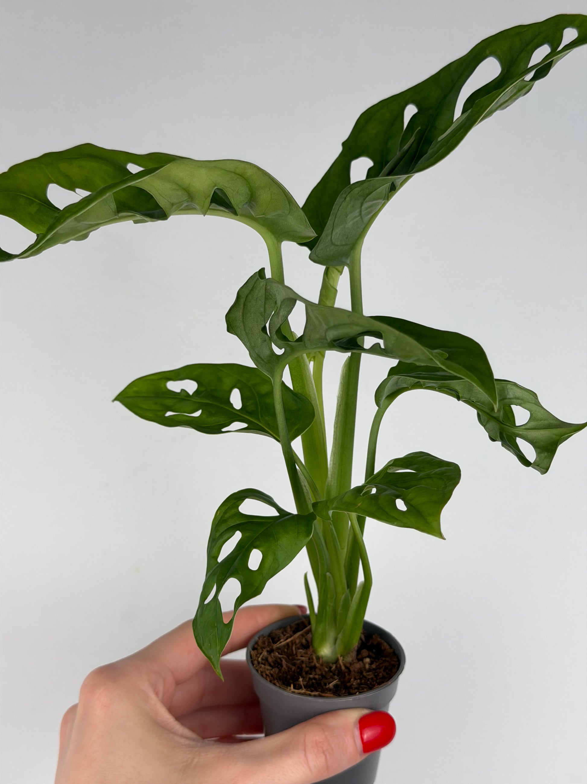 Monstera Adansonii 'Monkey Mask' Monstera Tropical Corner