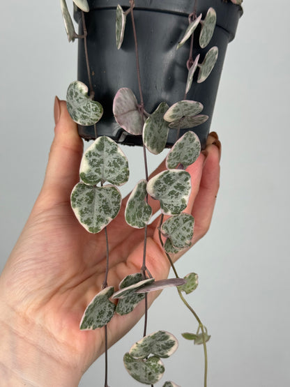 Ceropegia Woodii “String of hearts” variegata