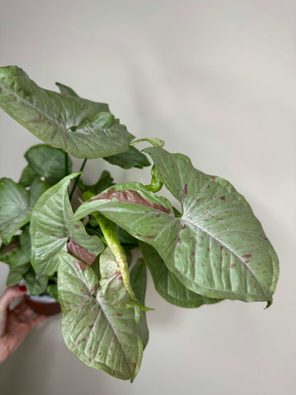 Syngonium Milk Confetti