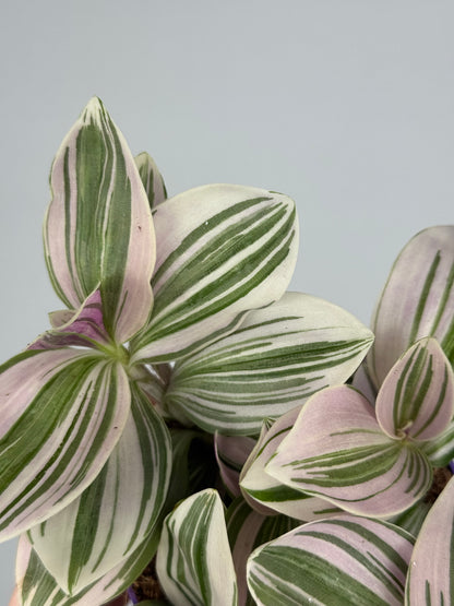 Tradescantia Unicorn