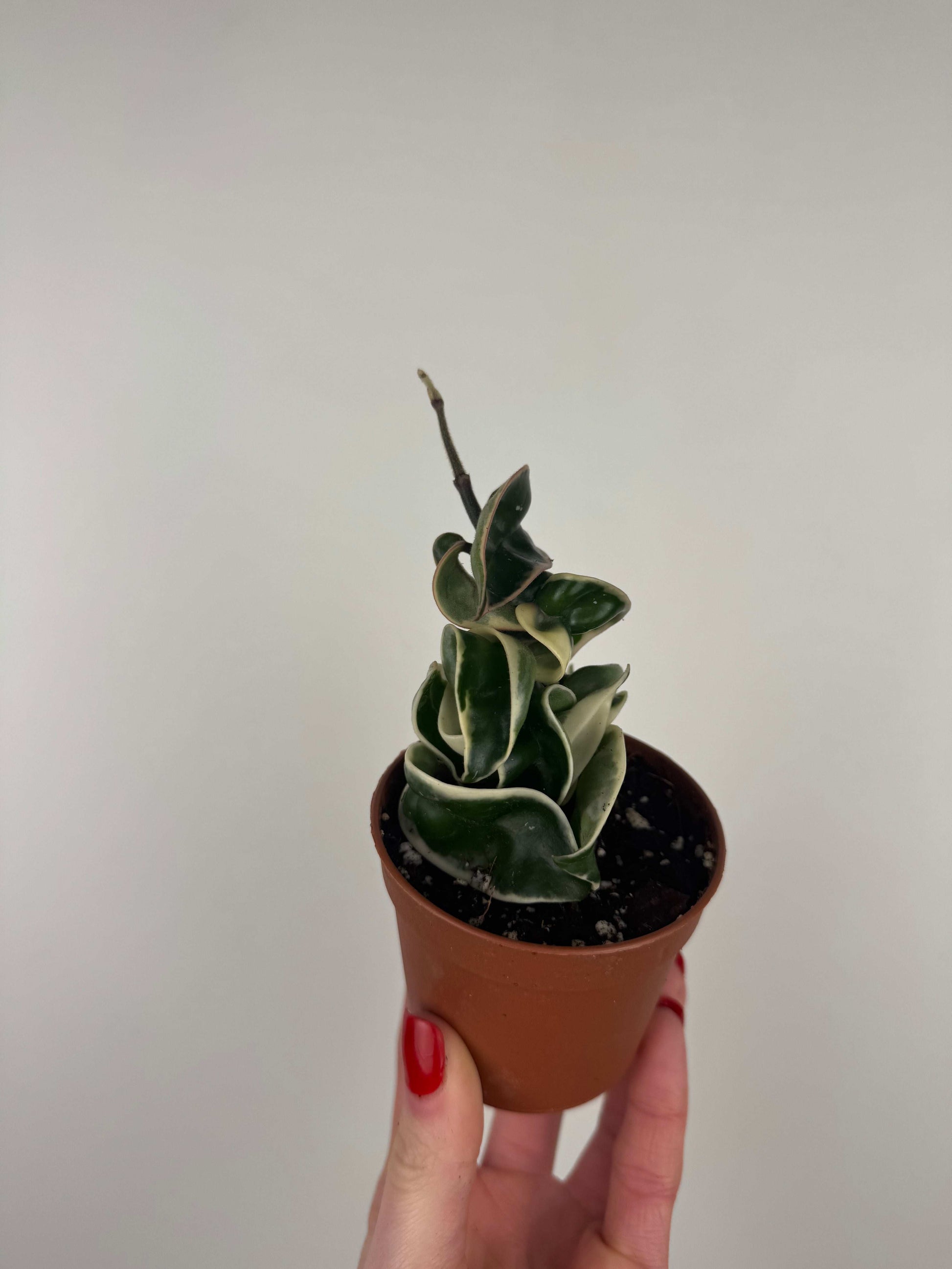 Hoya Compacta variegata