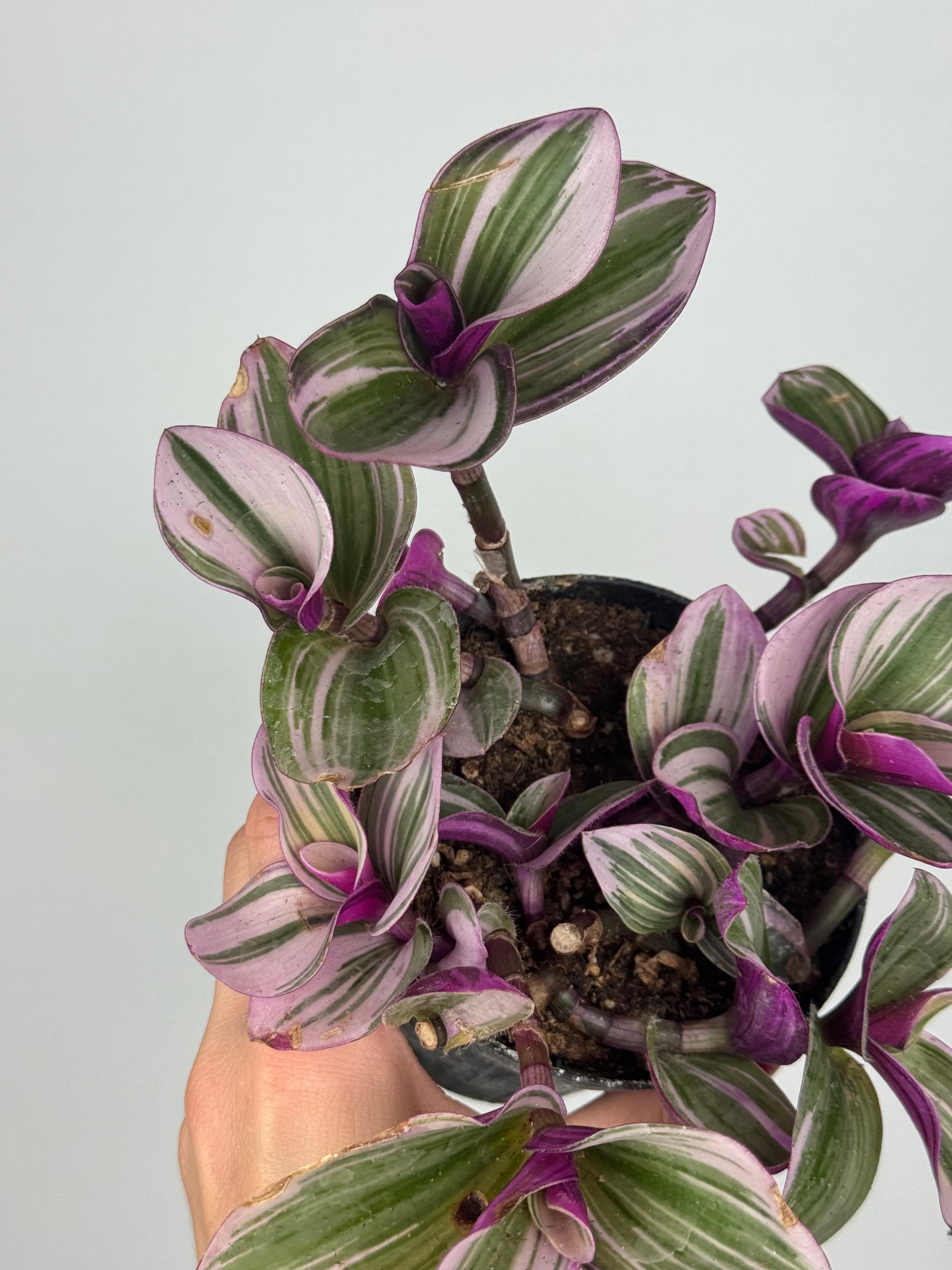 Tradescantia Nanouk | Jenny