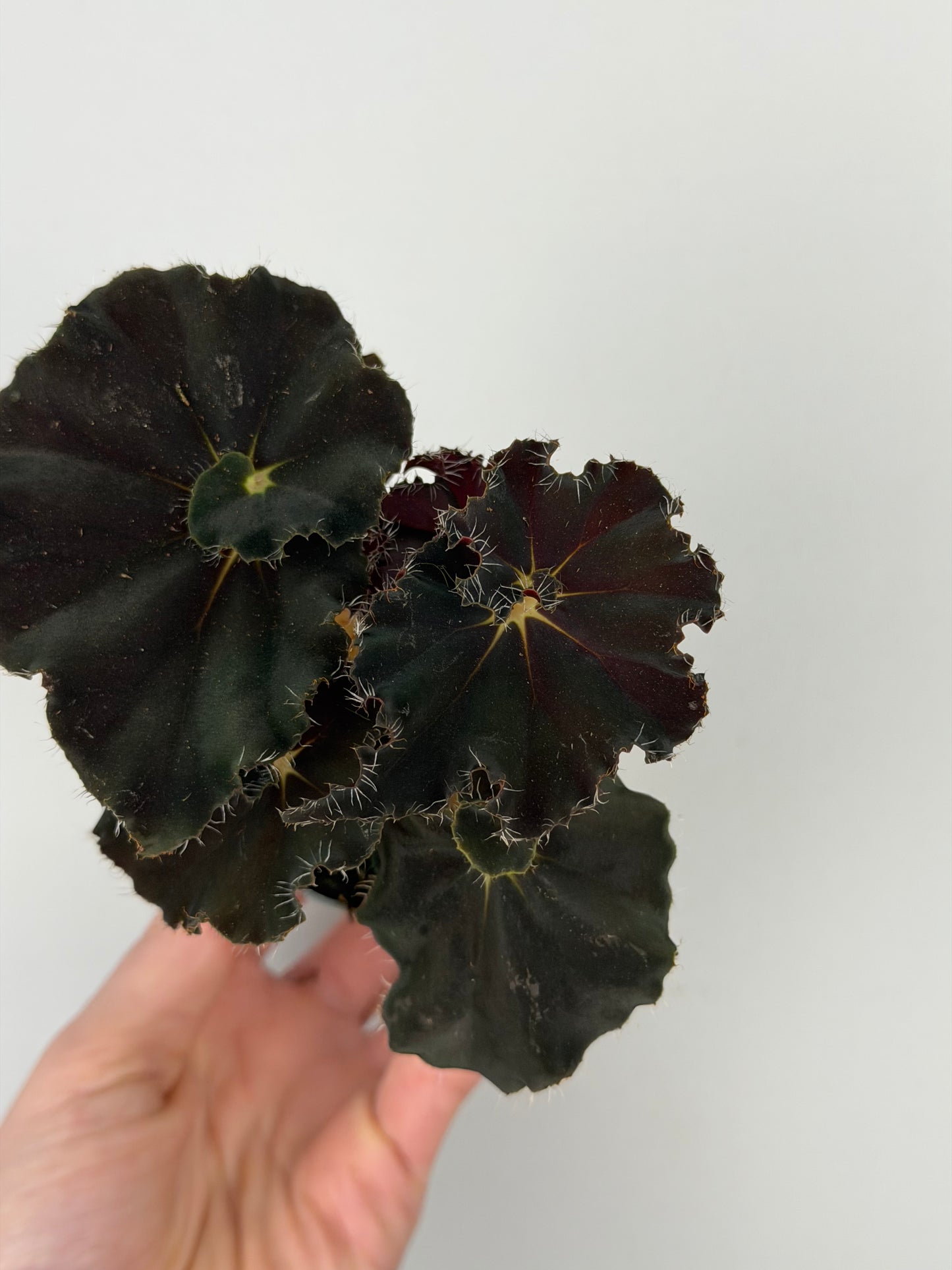 Begonia 'Dark Mambo'