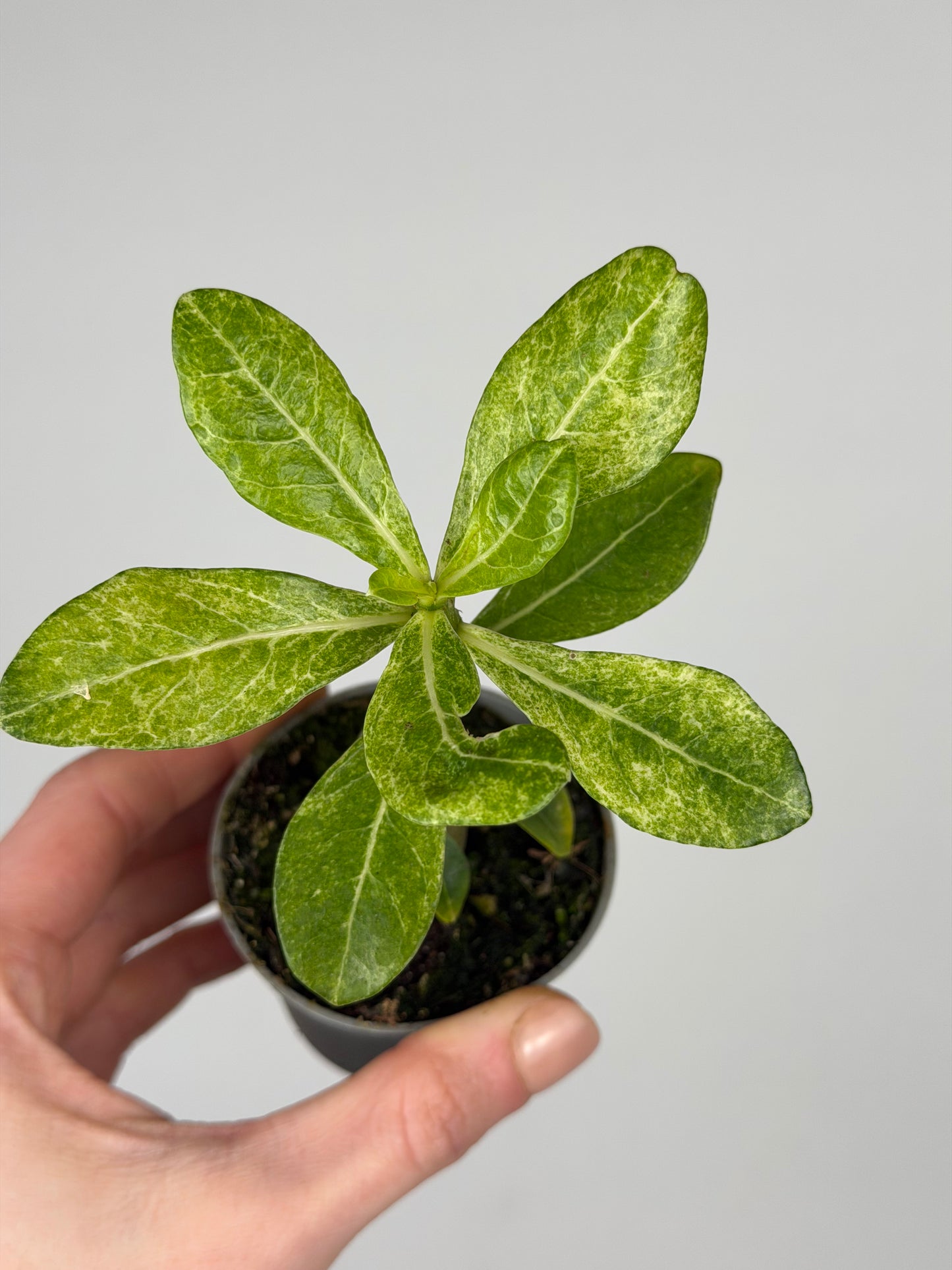 Adenium obesum variegato Adenium Tropical Corner