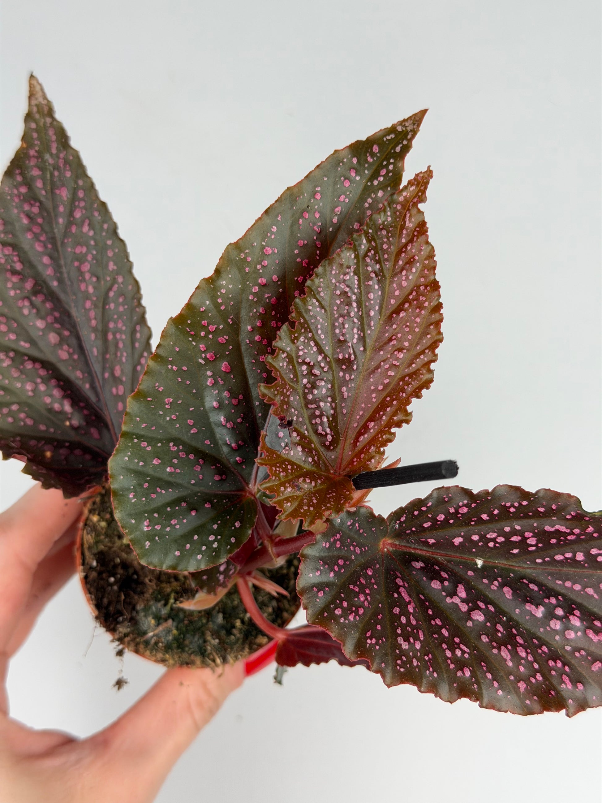 Begonia Benigo 'Pink Spot' Begonia Tropical Corner