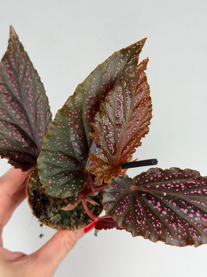 Begonia Benigo 'Pink Spot' Begonia Tropical Corner