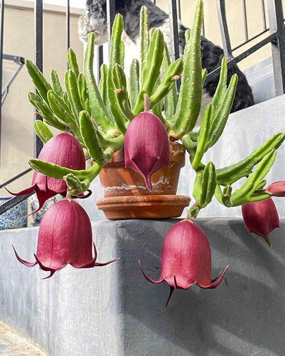 Stapelia leendertziae