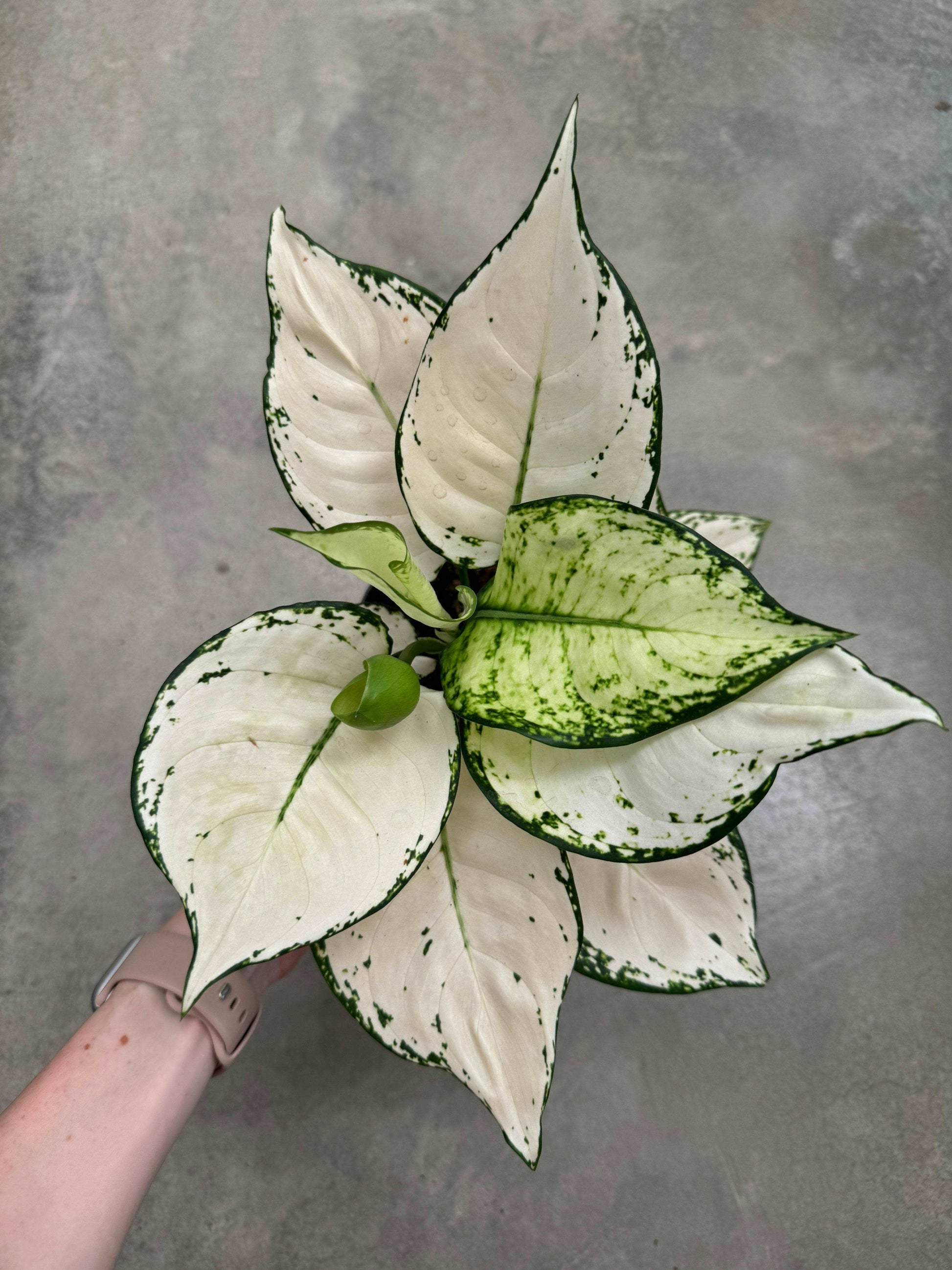 Aglaonema White Joy