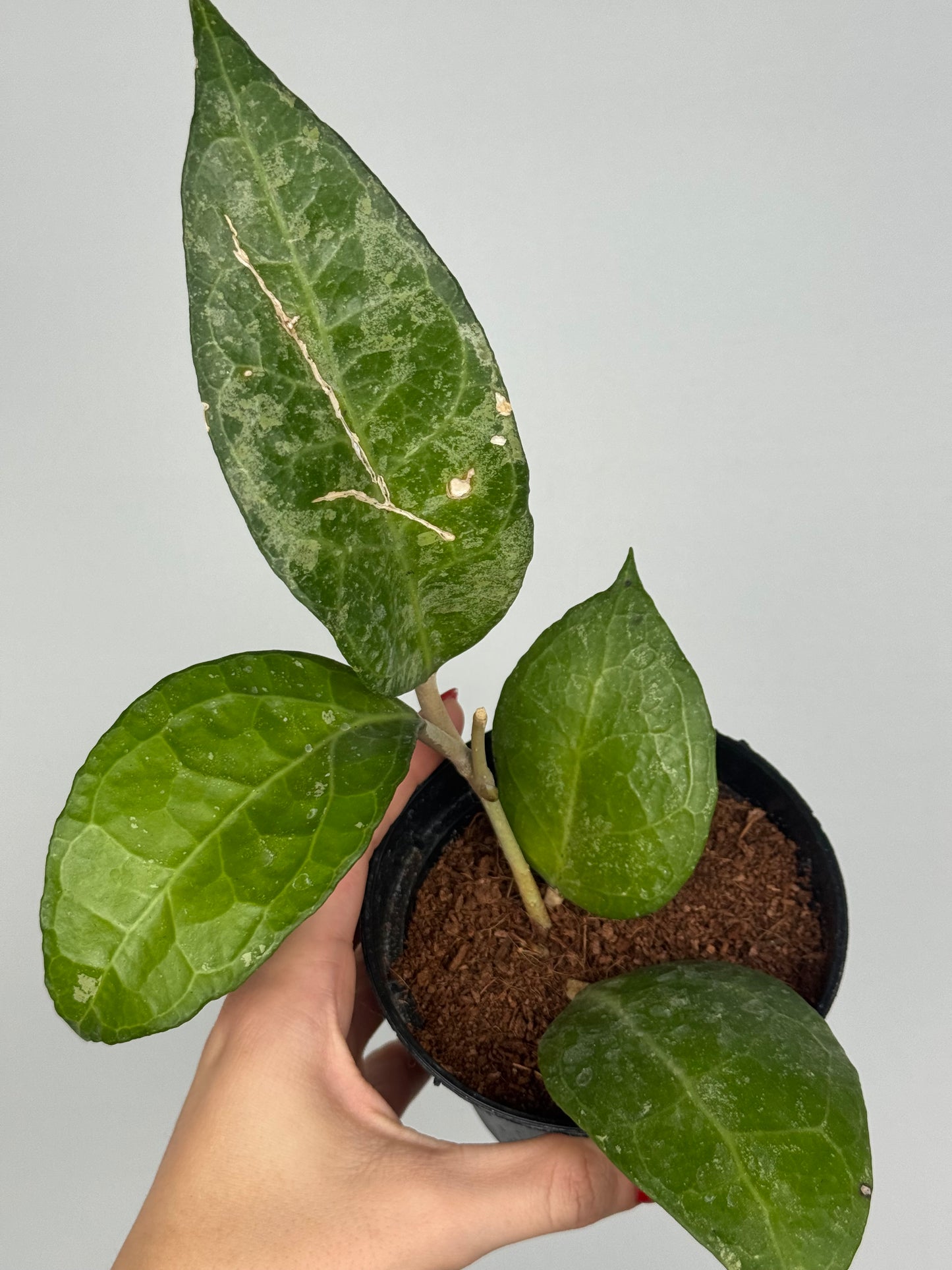Hoya Verticillata “Wayang Splash” | Chloris