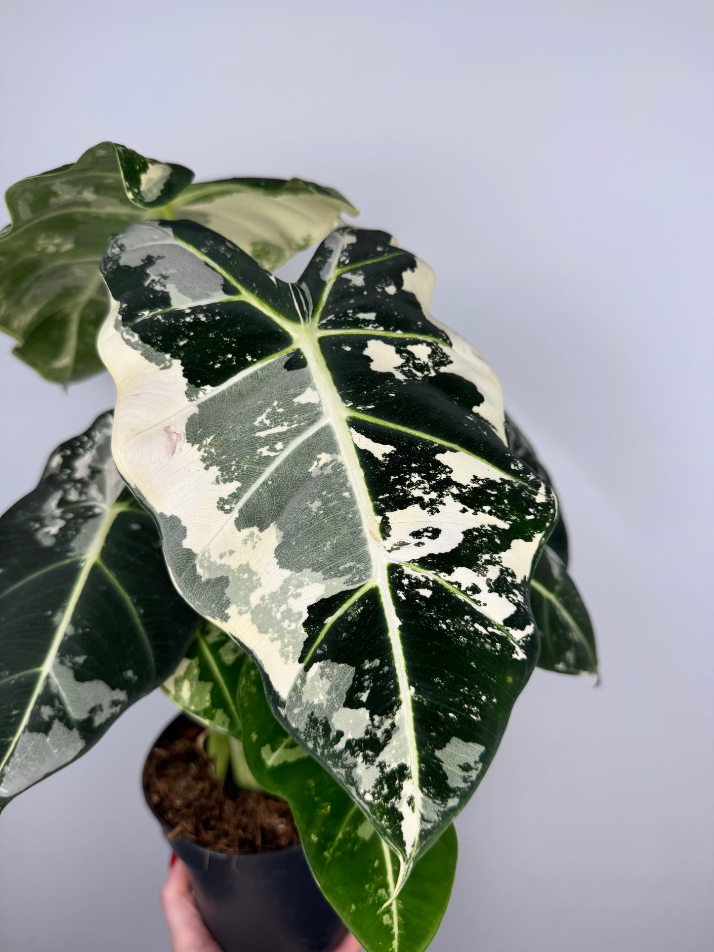 Alocasia Frydek variegata