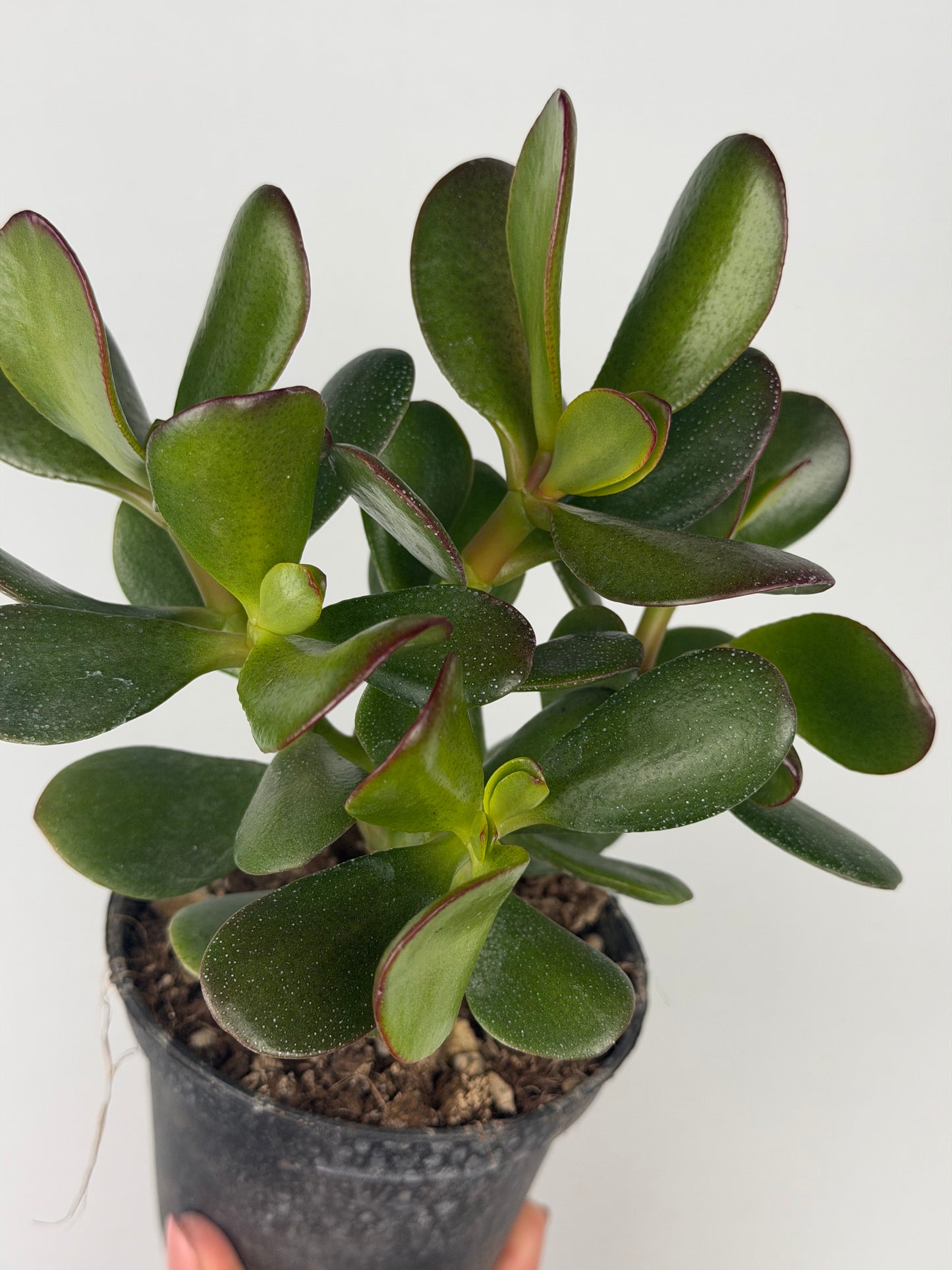 Crassula ovata Crassula Tropical Corner