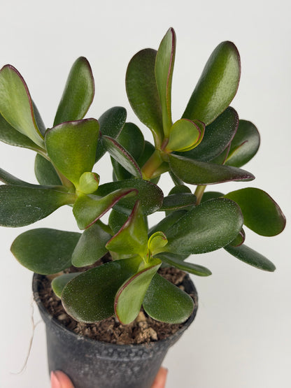 Crassula ovata Crassula Tropical Corner