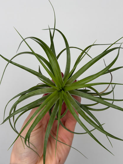 Tillandsia Brachycaulos Tillandsia Tropical Corner