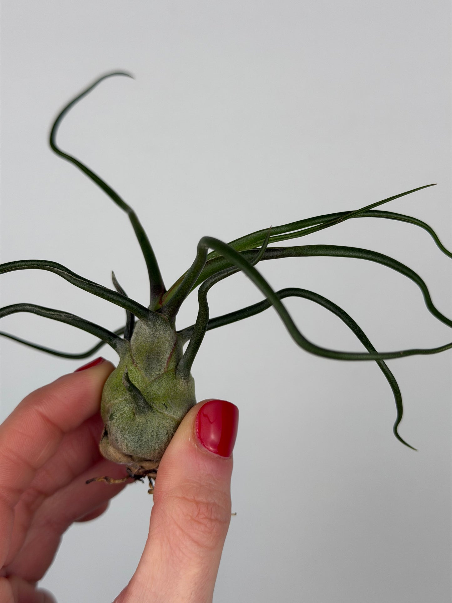Tillandsia Bulbosa Tillandsia Tropical Corner