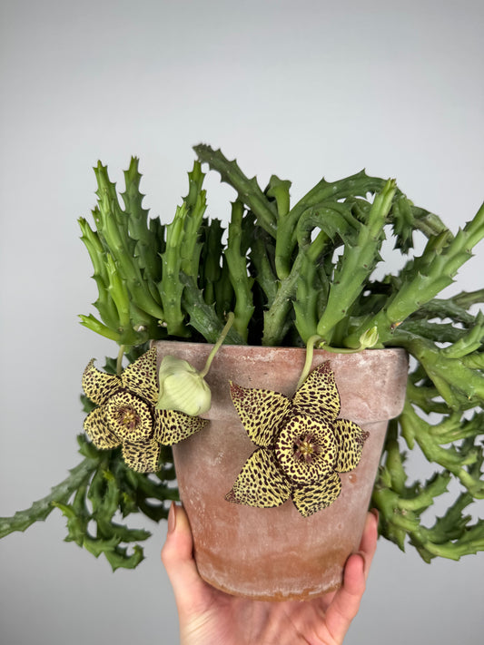 Stapelia Huernia “Variegata”
