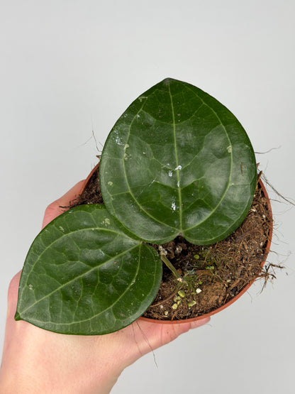 Hoya Sarawak Cream Hoya Tropical Corner