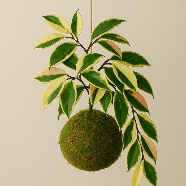 Kokedama | Hoya Krimson Queen
