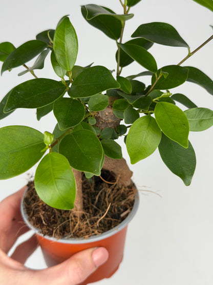 Ficus micr. Bonsai Retusa Ficus Tropical Corner