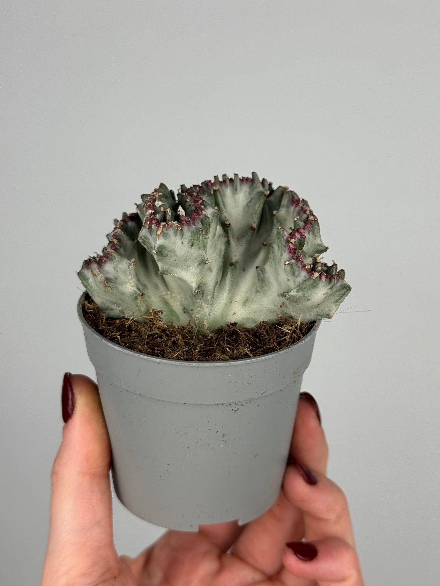 Euphorbia lactea f. crestata variegata