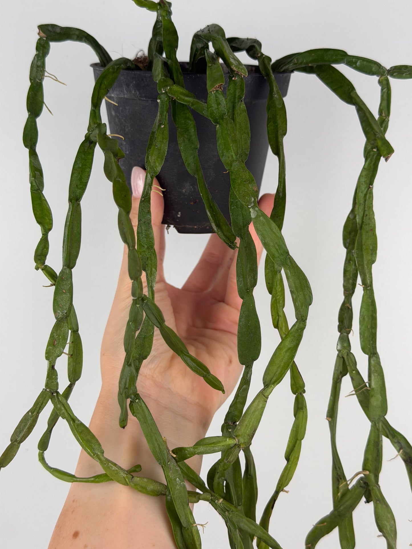 Rhipsalis Paradoxa Tropical Corner