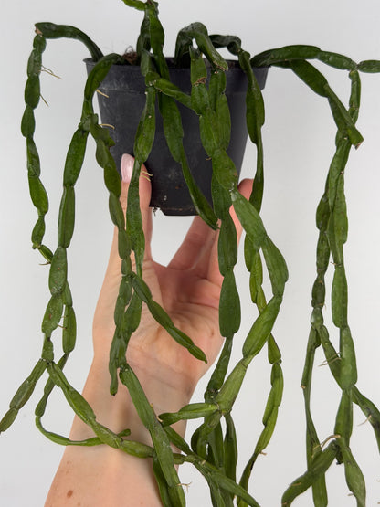Rhipsalis Paradoxa Tropical Corner