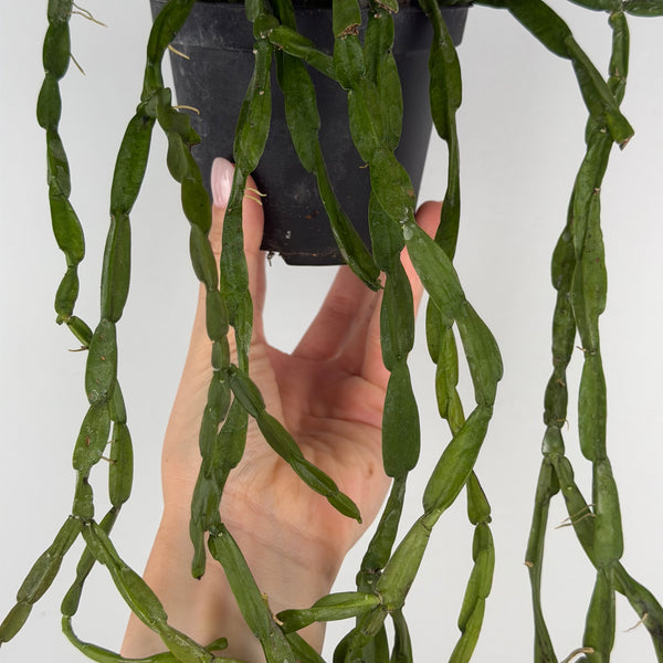 Rhipsalis Paradoxa
