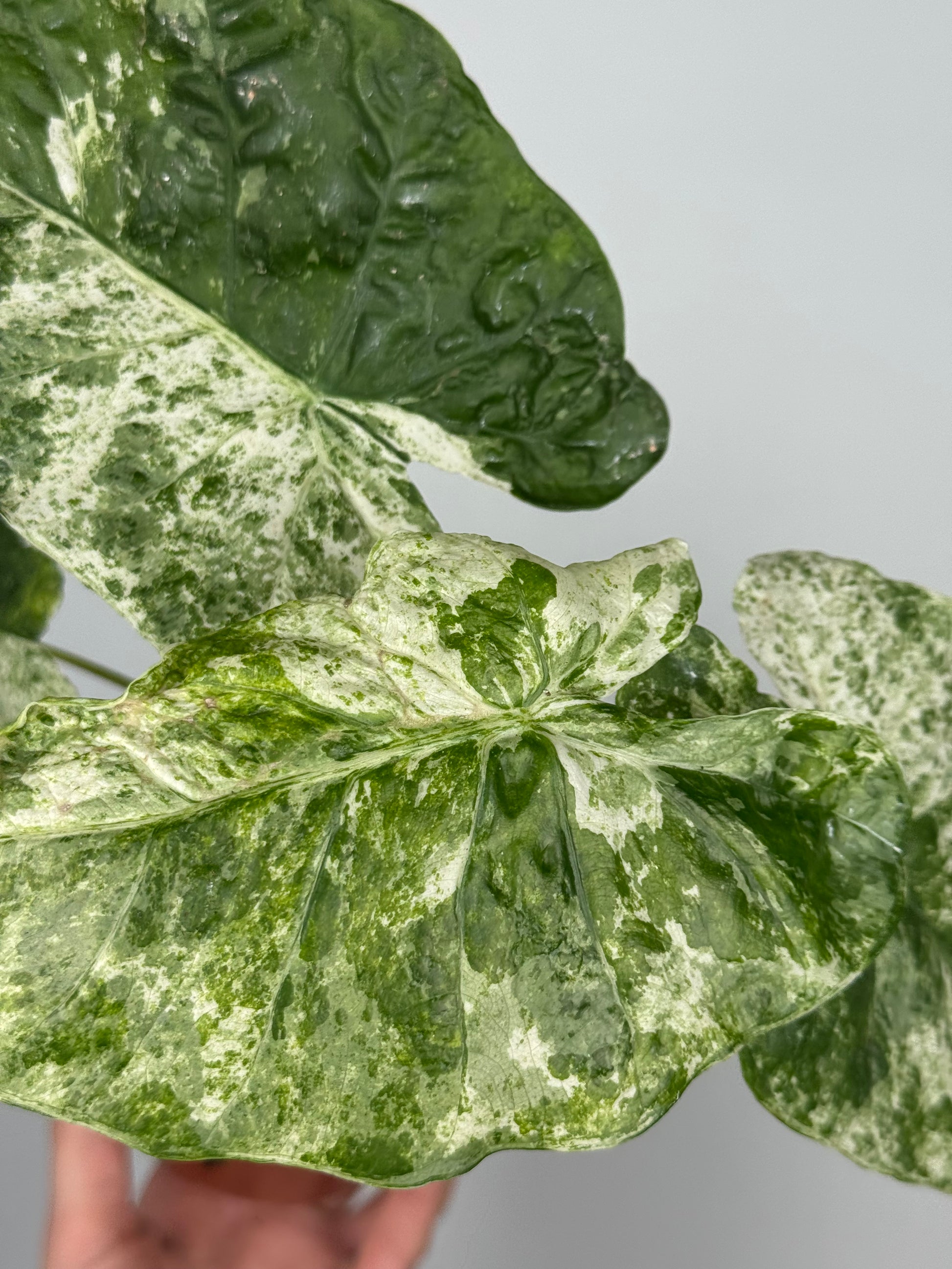 Alocasia Macrorrhiza Splash