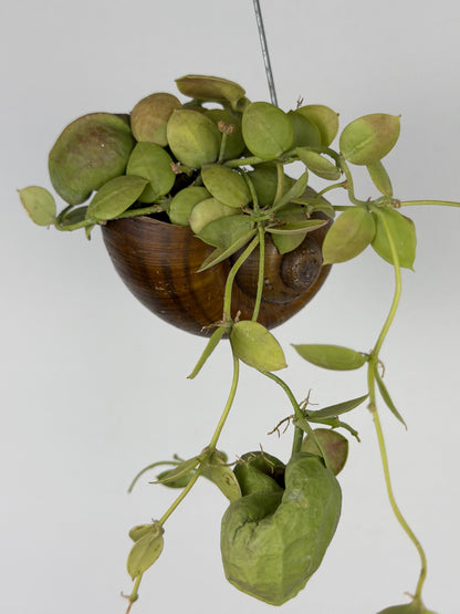 Dischidia 'Pectinoides' | Shelly hag Dischidia Tropical Corner