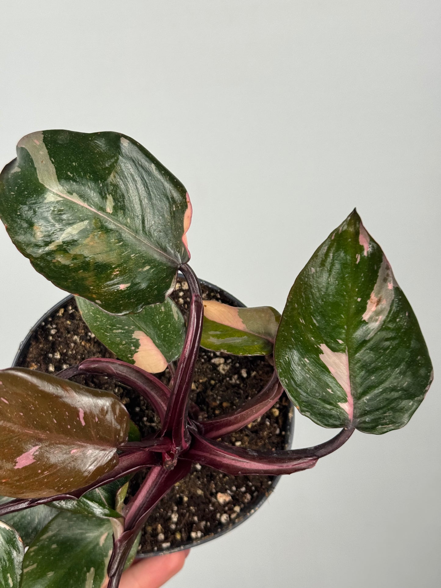 Philodendron Pink Marble | Sami