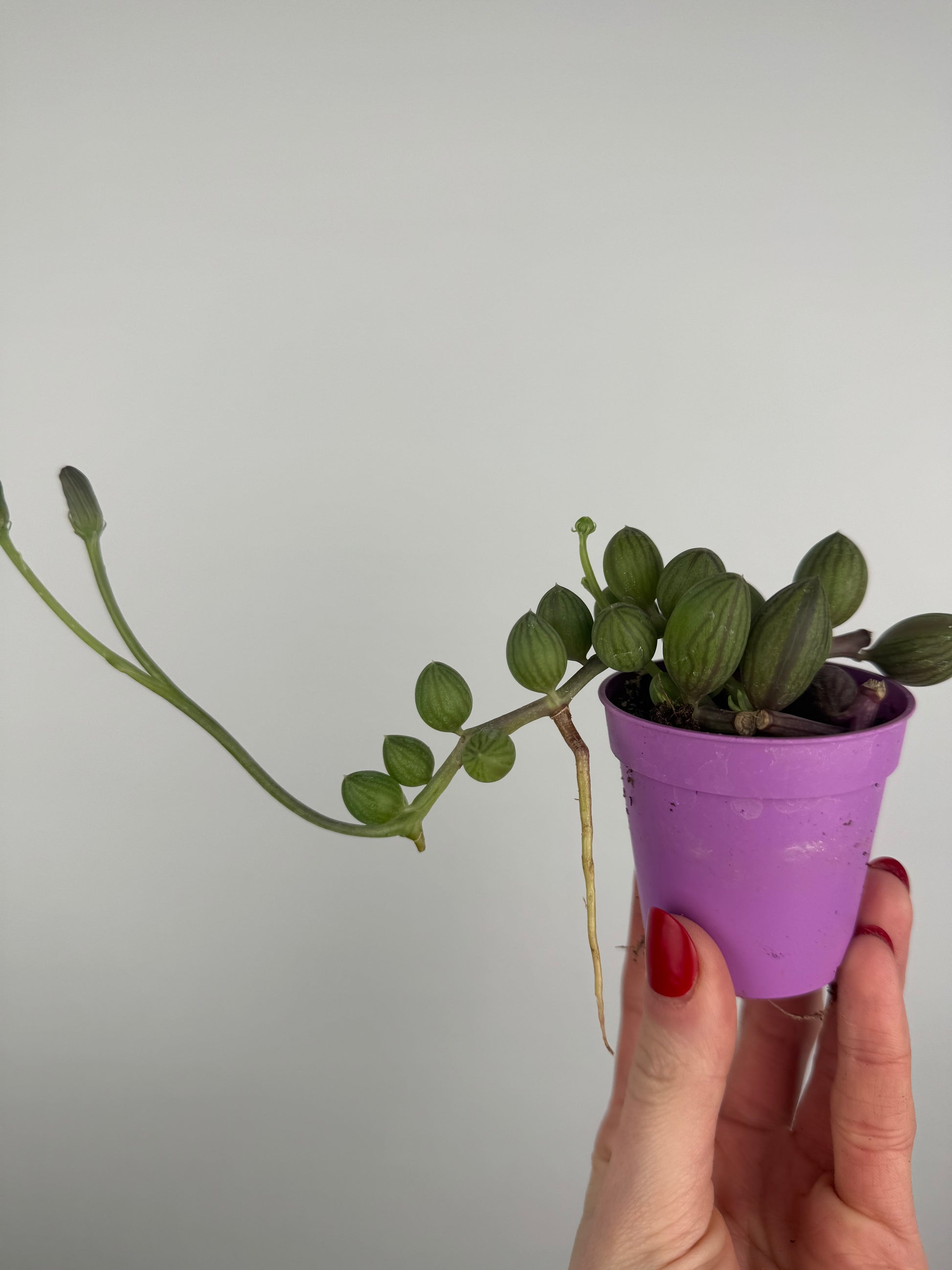 Senecio “String of Watermelon”