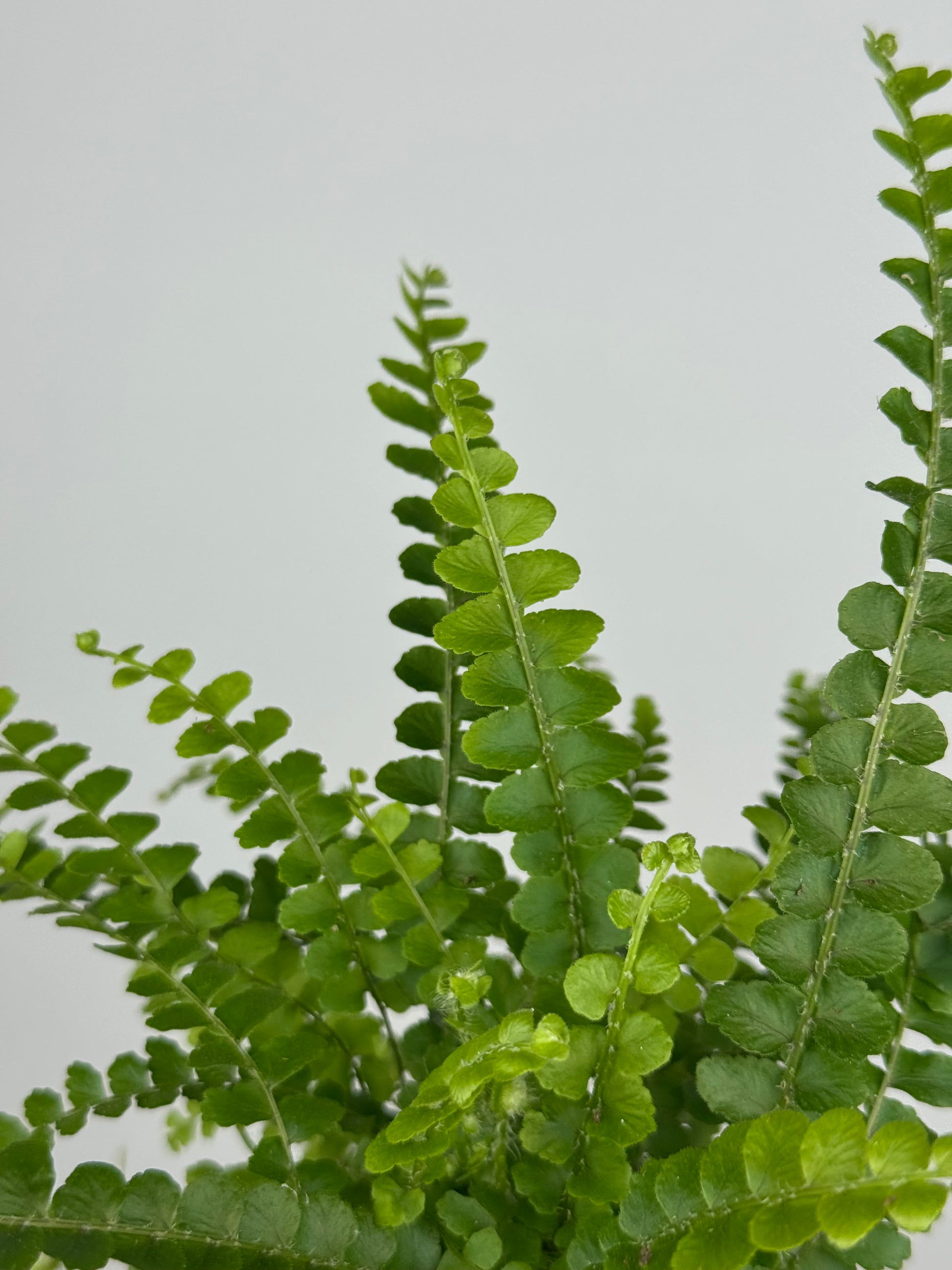 Nephrolepis cordifolia “Duffy”