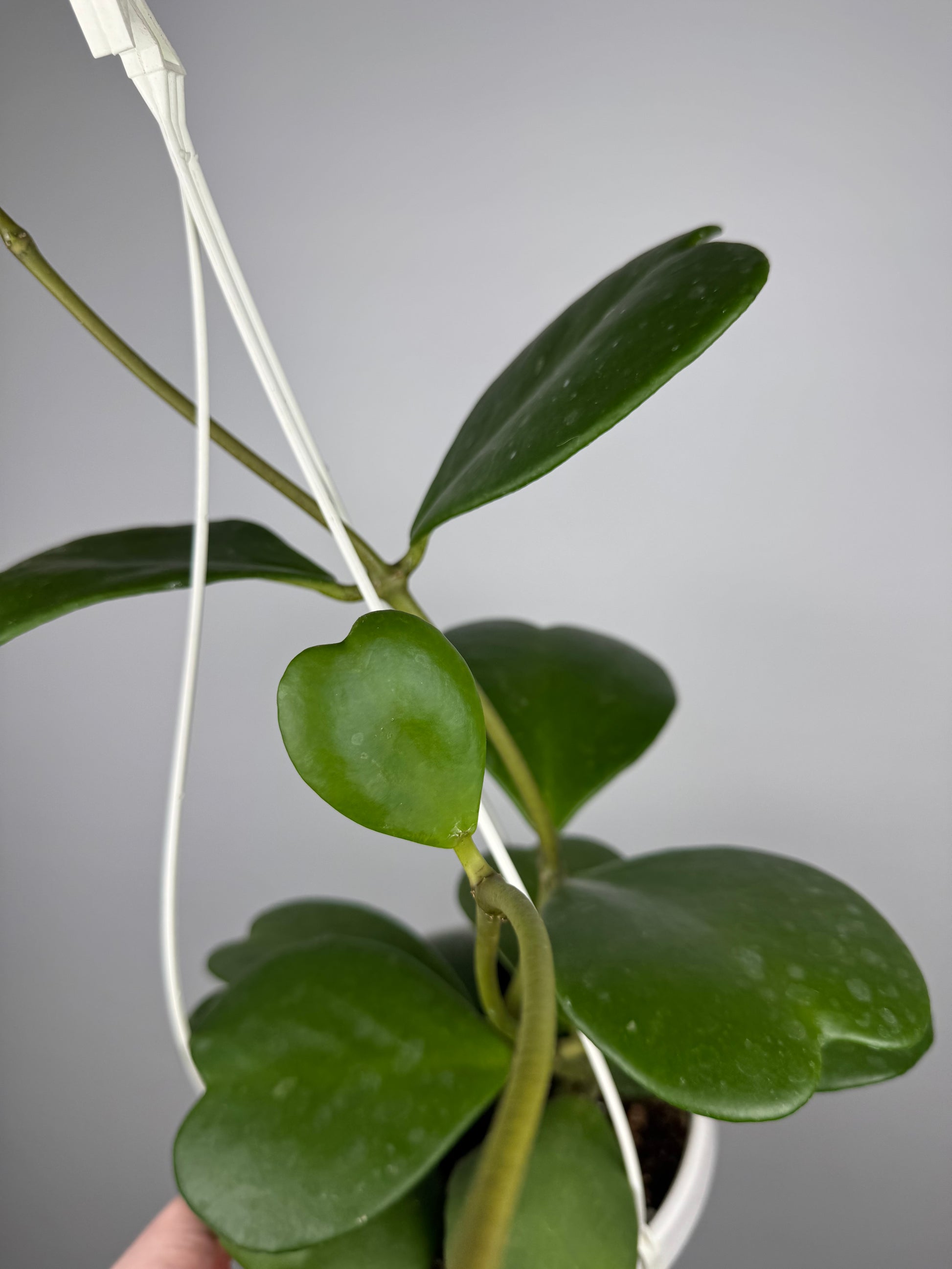 Hoya Kerrii
