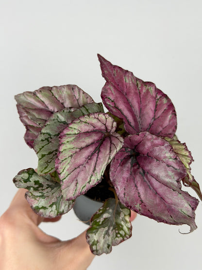 Begonia 'Hugh McLauchlan'