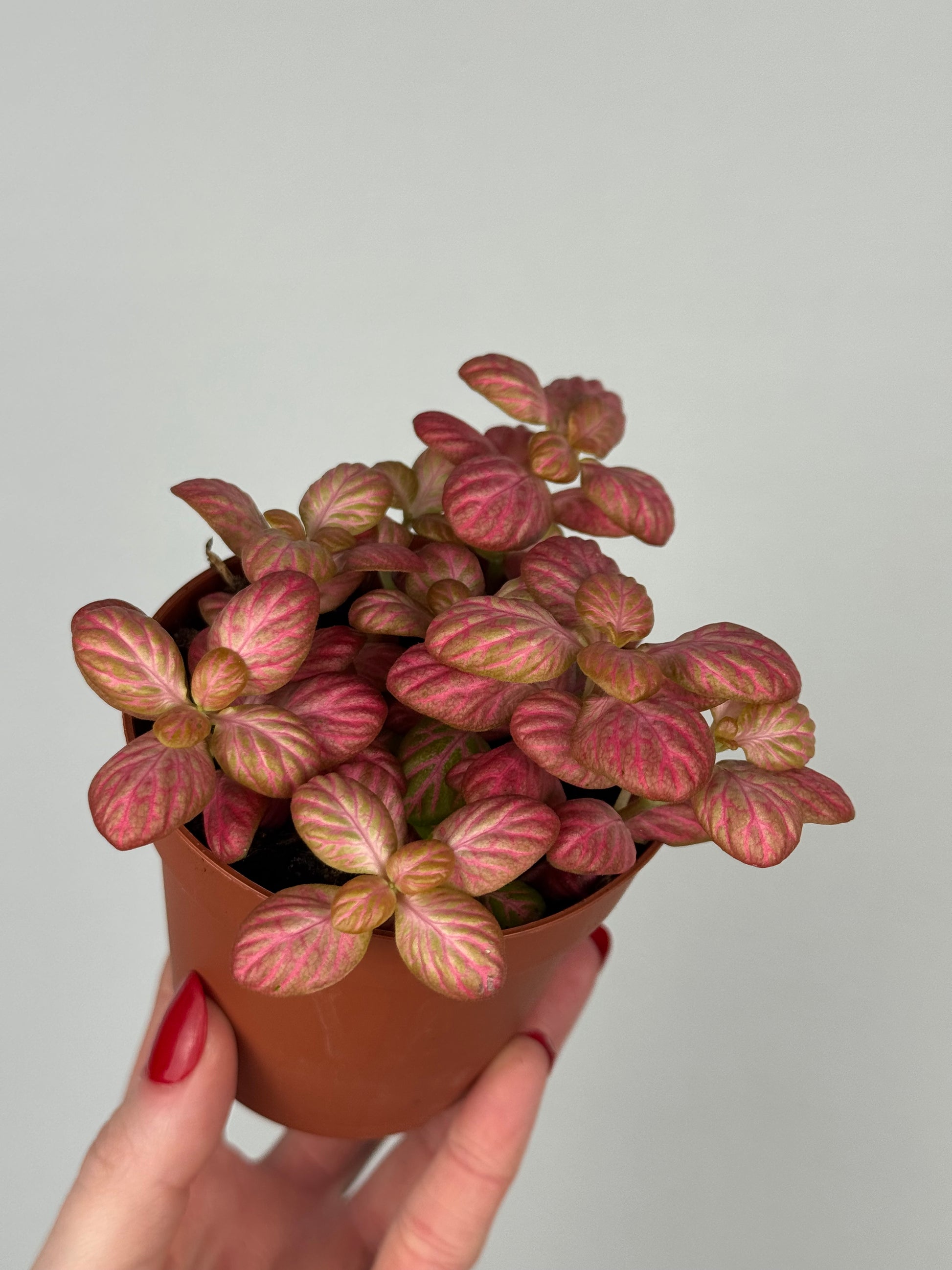 Fittonia “Pink Special”