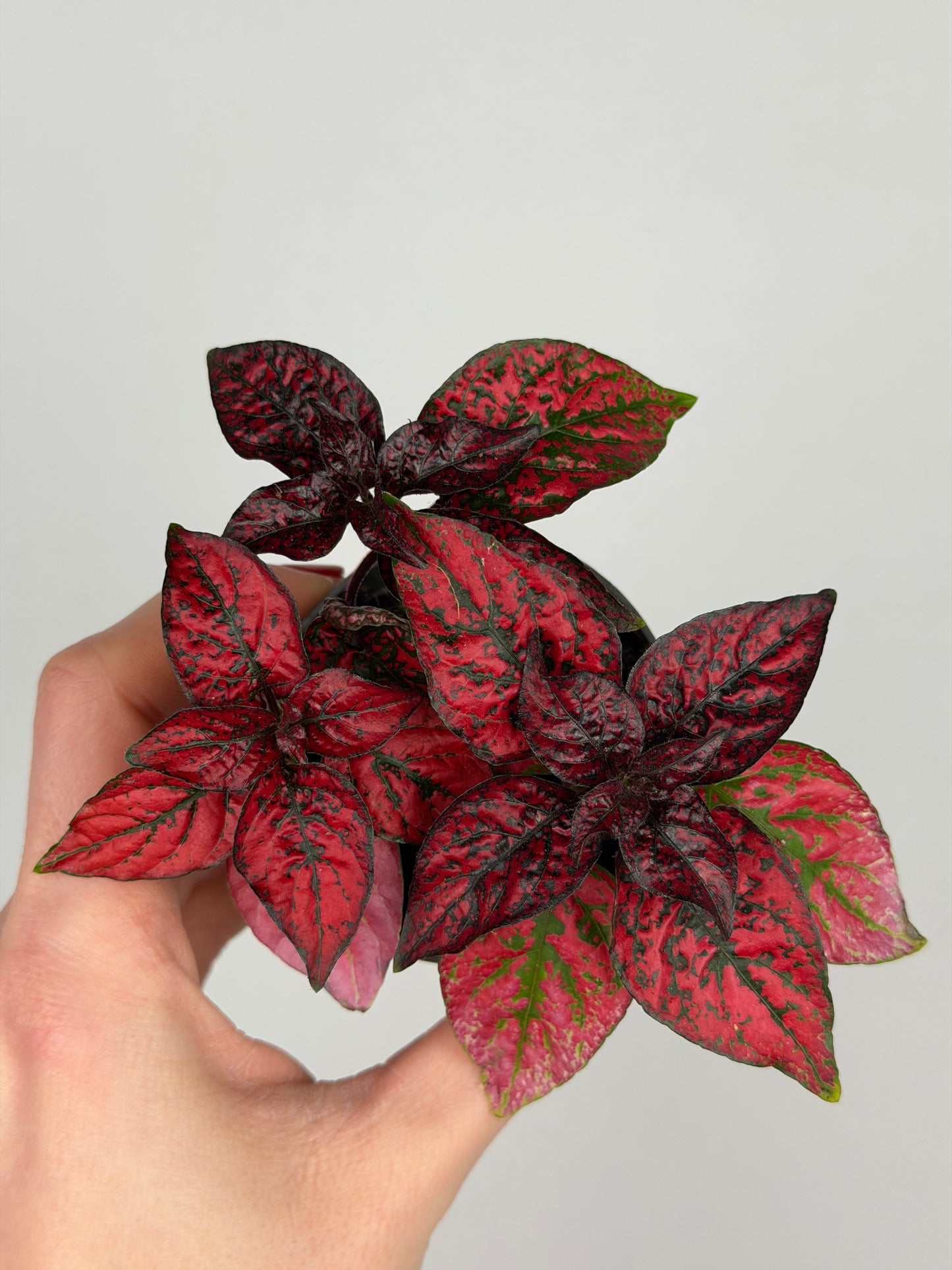 Hypoestes Phyllostachya Hypoestes Tropical Corner Rosso