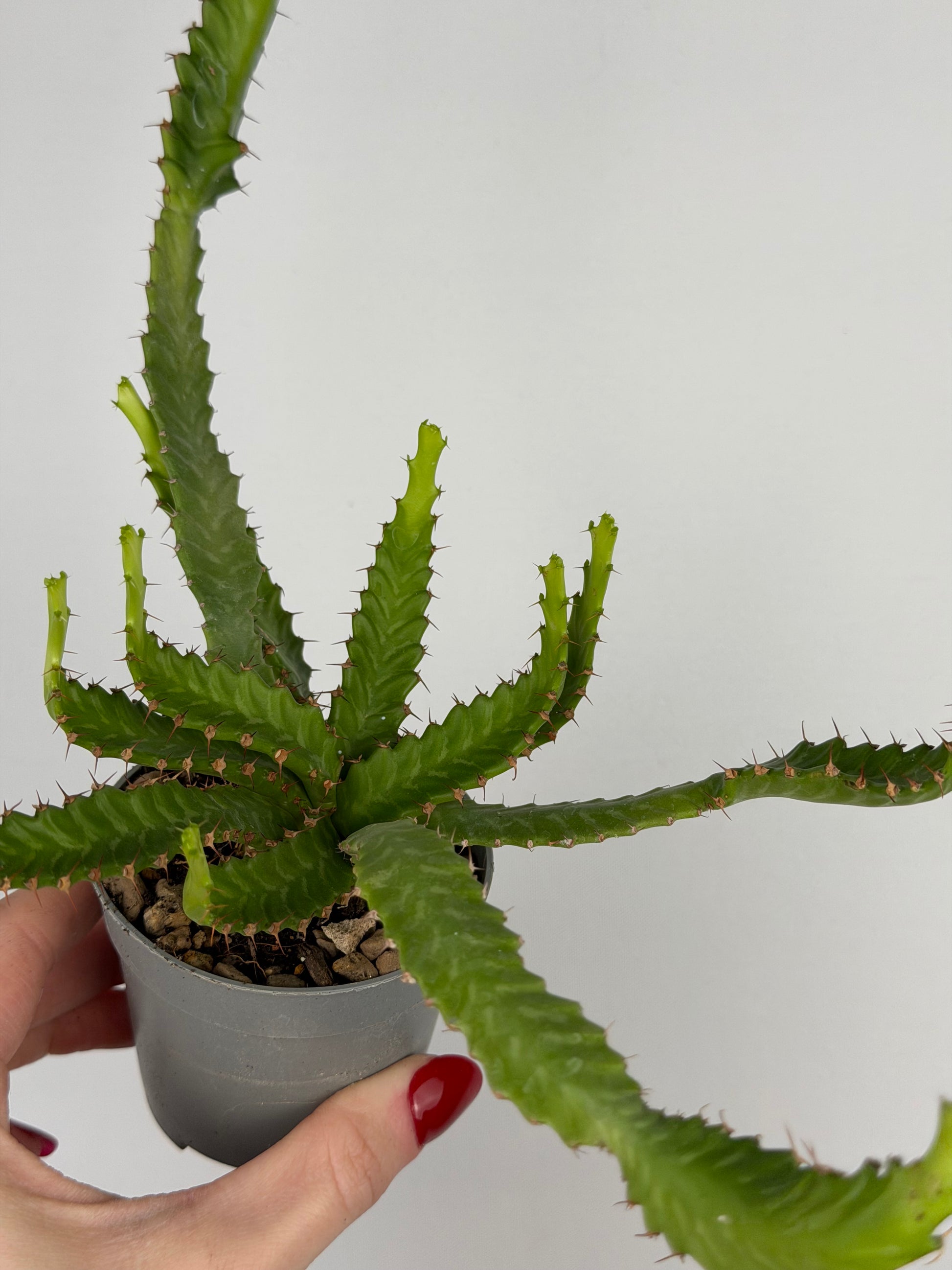 Euphorbia stellata