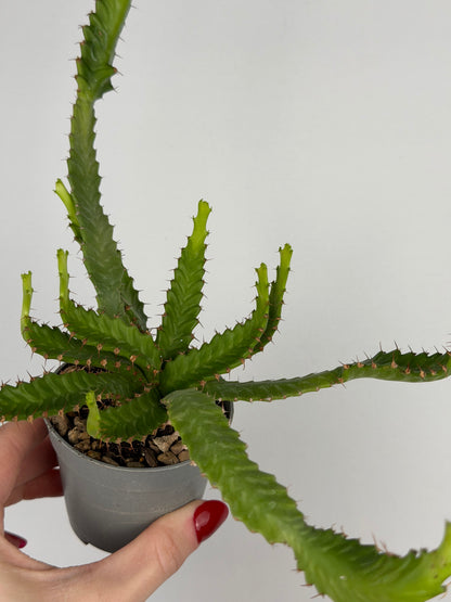 Euphorbia stellata