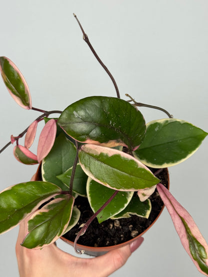 Hoya Flamingo Dream