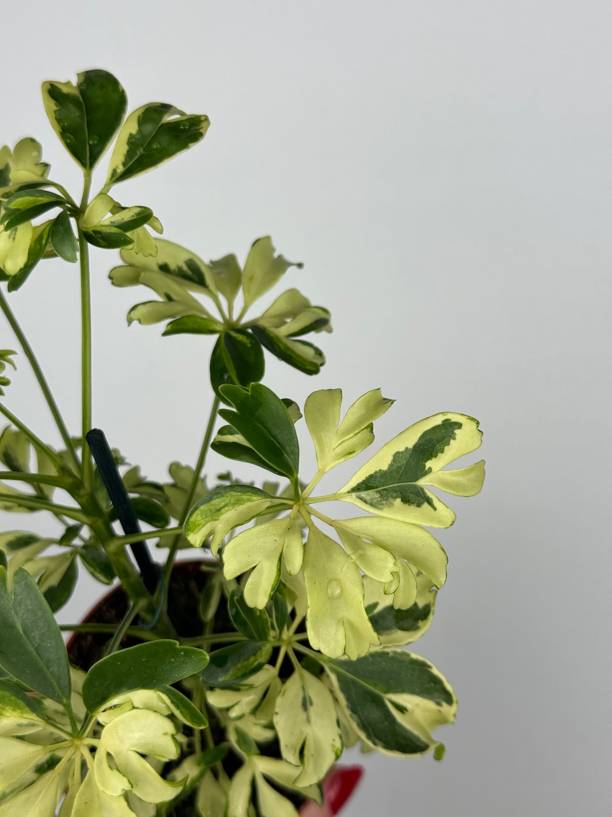 Schefflera arboricola “Janine”